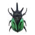 Ігровий набір Crazy Insect Battling bugs з 3-х інтерактивних наножуків і великої збірної бойової арени